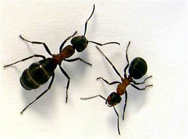 از بین بردن مورچه ها در خانه , راه از بین بردن مورچه , از بین بردن مورچه در خانه 