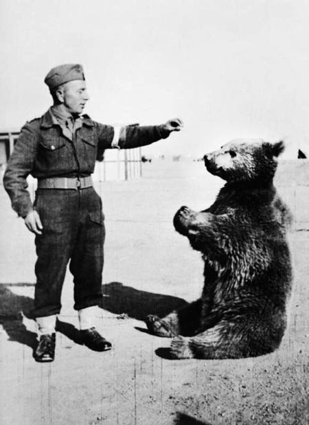 خرس ایرانی که سرباز لهستانی شد +عکس