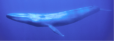blue_whale_top.gif