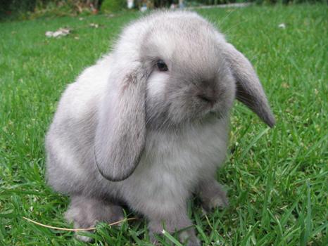 Beks-Bunnies-Pets-and-Accessories_34210_