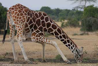 Reticulated Giraffe drinking زرافه در حال خم شدن برای نوشیدن زمانی که زرافه گردنش را پایین می‌آورد، اسطرلاب او مانع از جریان خون زیاد به مغز می‌شود