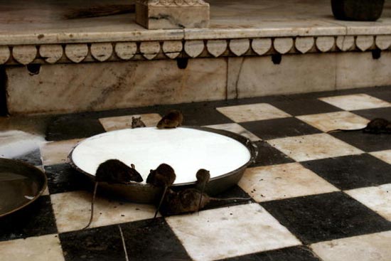 عکس های عجیب,جایی که موش ها را می پرستند +عکس موش,راجستان,هند