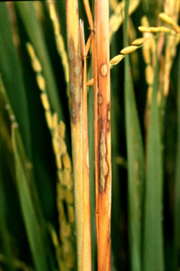 بیماری سوختگی غلاف برگ گیاه برنج یا شیت بلایت