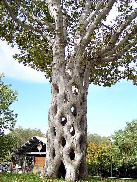 عکسهايی از عجیب ترین درخت های جهان