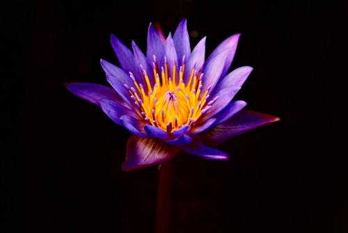 purple_lotus_flower.jpg