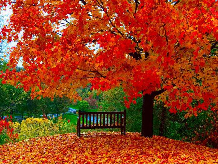 عکس های بسیار زیبا و دیدنی از فصل پاییز