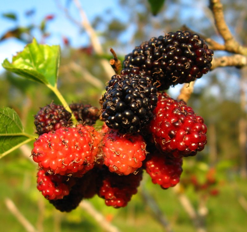 Dwarf-Black-Mulberry-Tree.jpg