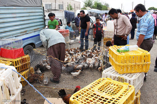 ,عکس: بازار فروش پرندگان در تهران بازار,فروش پرندگان,پرندگان,جالب انگیز، جالب انگیزترین ها، مطالب جالب، عکسهای جالب، جالبترین ها، مطالب جالب و خواندنی