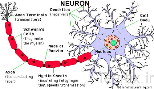 neuron 04 تحقیق کامل در مورد نورون / Neuron