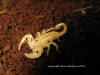 Scorpion_1022.jpg