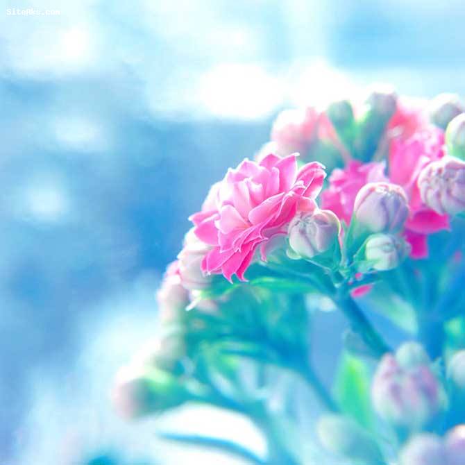 تصاویر زیبا از گل های رنگارنگ در طبیعت