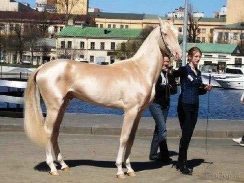 گرانترین اسب ایران , عکس و مشخصات زیباترین اسب ها , گرانترین اسب جهان 