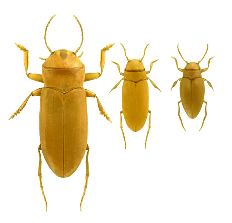 091022-09-blind-wingless-beetles_big.jpg