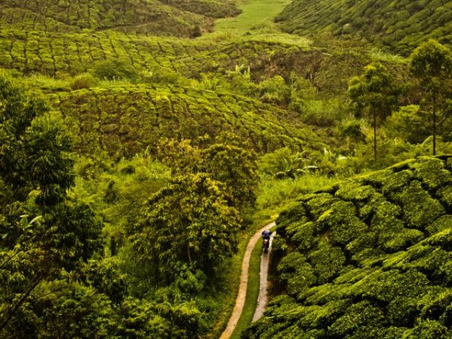 مزارع چای در مالزی
