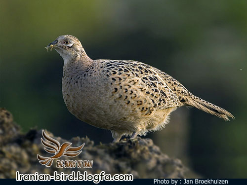قرقاول جنس ماده - Female Pheasant