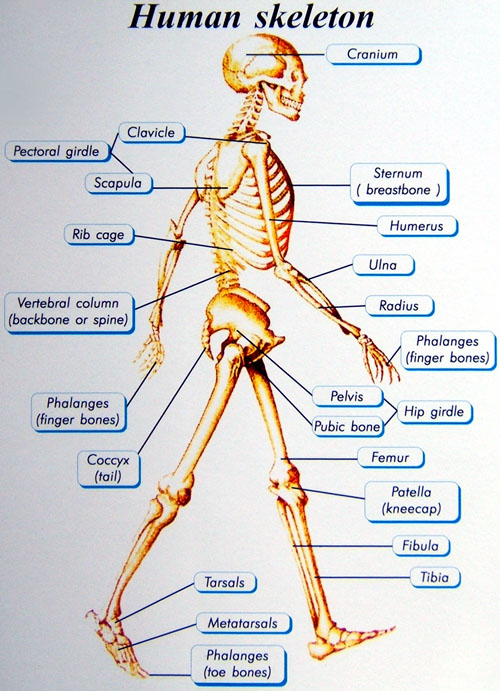 دستگاه اسکلتی (Skeletal system)