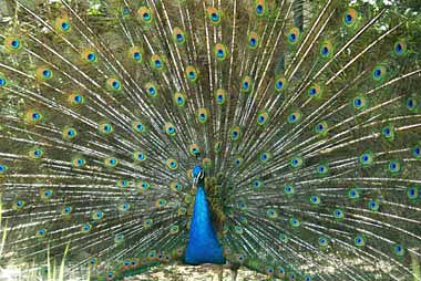 پرورش طاووس,پرورش انواع طاووس,پرورش انواع پرندگان زینتی