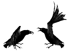 crows  animations