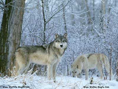 گرگ خاکستری ، Wolf،Wolv