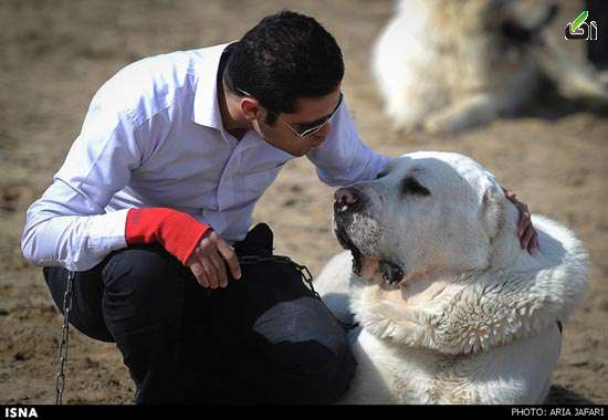 عکس: مسابقه بهترین سگ نگهبان در اصفهان مسابقه,سگ نگهبان,اصفهان