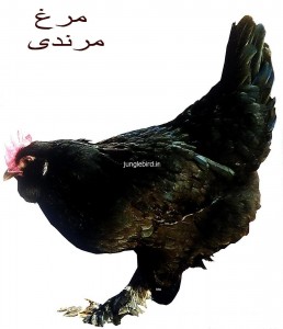 مرغ اصیل مرند ایران