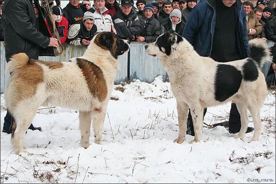 russian dog fight 4