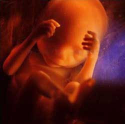 تصویرجنین در ماه های اول , وضعیت جنین در هفته های مختلف , قد و وزن جنین در هفته های مختلف بارداری 
