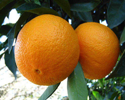  پرتقال
