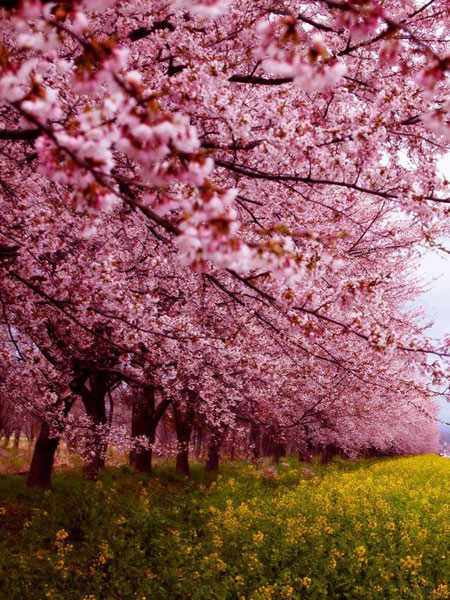 درخت گیلاس,شکوفه های گیلاس,دیدنیهای ژاپن