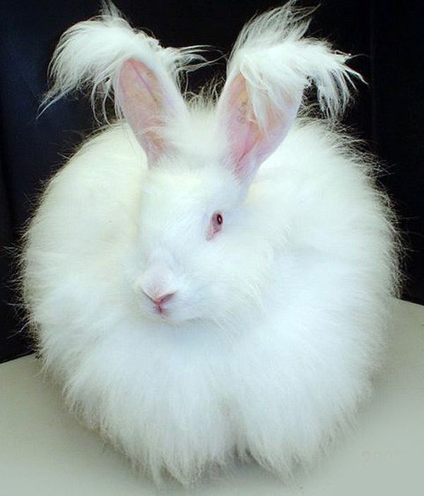 Angora-rabbit.jpg