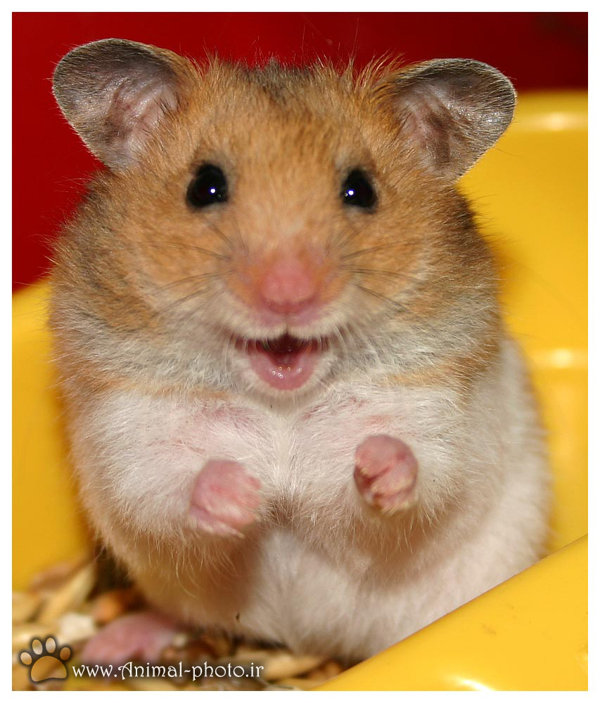cute hamster picture gallery