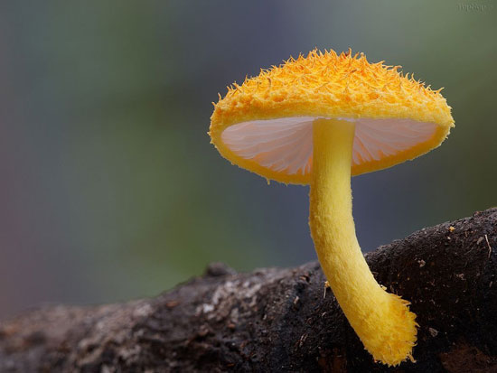 ,گونه‌ای عجیب و کم‌یاب قارچ وحشی +عکس قارچ وحشی,کم یاب,خواندنی ها و دیدنی ها