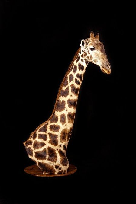 1241625936_Giraffe%20floor%20pedestal.jp