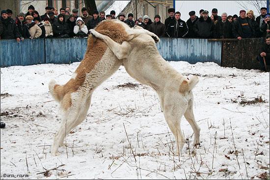 russian dog fight 6