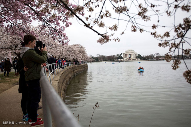 شکوفه های گیلاس در واشنگتن‎