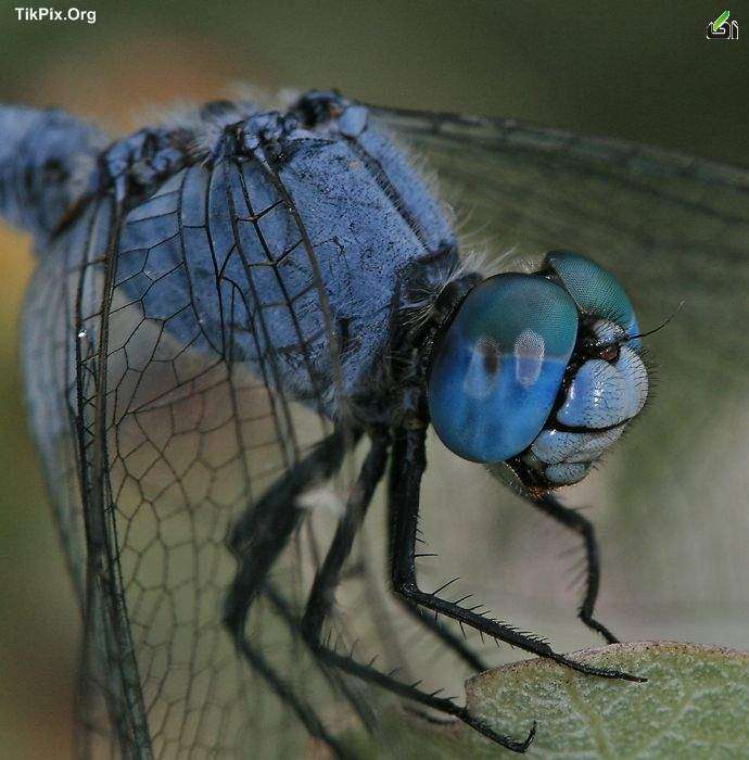عکسهای شگفت انگیز و زیبا از حشرات(2),عکسهای میکروسکوپی شگفت انگیز و زیبا از حشرات,hasharat
