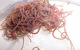 تصویری از کرم سیاه که از غذاهای زنده ماهی گوپی می باشد