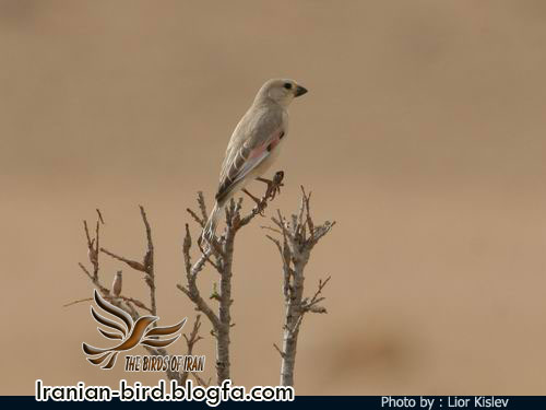 سهره خاکی - Desert Finch