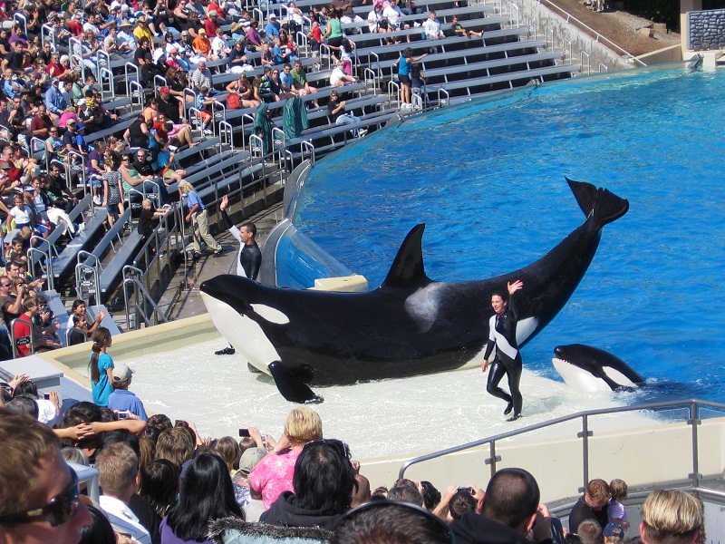 Orcas_at_SeaWorld_show.jpg