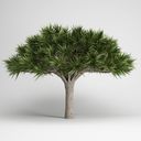 مدل درختان استوایی نخل
