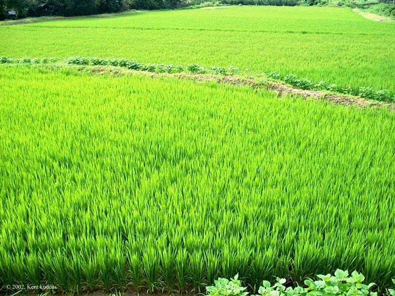 دانلود بروشور تغذیه برنج