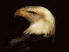 عکسهایی زیبا از انواع عقابها-بازخوانی از سایت گالری طبیعت و حیوانات