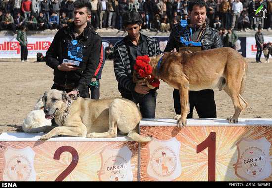 سگ اصفهان , سگ های نگهبان 