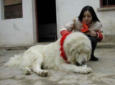 عجیب ترین سگ دنیا , بزرگ ترین نژاد سگ , داشاق بزرگ 