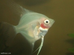 ماهی آنجل (Anjel Fish) 