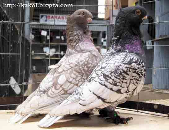 کبوتر چین دار شرقی (مینیاتوری)Oriental Frills Pigeon