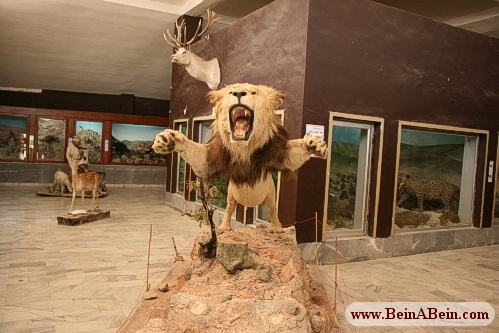 پارک ملی گلستان - محمد گائینی