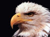 eagle1011.jpg