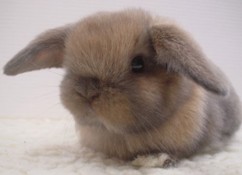 عکس خرگوش های قشنگ 