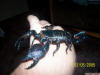 Scorpion_1019.jpg